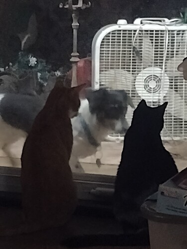 puppy&cats